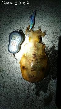 ¥¢¥ª¥ê¥¤¥«