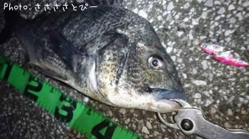 ¥¯¥í¥À¥¤