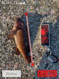 ������Х�