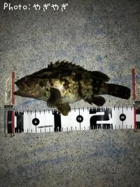 �٥å�������