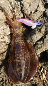 ¥¢¥ª¥ê¥¤¥«