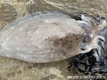 ¥â¥ó¥´¥¦¥¤¥«