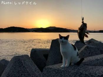 ¥¿¥±¥Î¥³¥á¥Ð¥ë