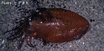 ¥â¥ó¥´¥¦¥¤¥«