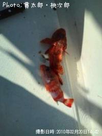 ���˥�����