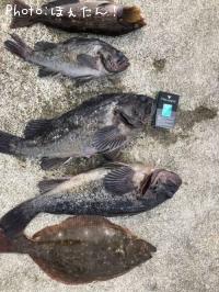 ¥Ò¥é¥á¡¢¥¢¥¤¥Ê¥á¡¢¥¯¥í¥½¥¤