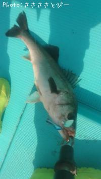 ¥·¡¼¥Ð¥¹¡õ¥·¥ç¥´