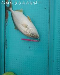 ¥·¡¼¥Ð¥¹¡õ¥·¥ç¥´