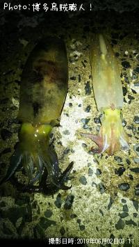 ¥±¥ó¥µ¥¥¤¥«¡¢¥¢¥ª¥ê¥¤¥«