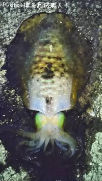 ¥±¥ó¥µ¥¥¤¥«¡¢¥¢¥ª¥ê¥¤¥«