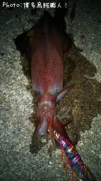 ¥±¥ó¥µ¥¥¤¥«¡¢¥¢¥ª¥ê¥¤¥«