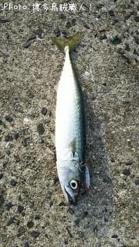 ¥±¥ó¥µ¥¥¤¥«¡¢¥¢¥ª¥ê¥¤¥«