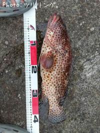 �������ϥ�