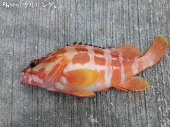 �����ϥ�