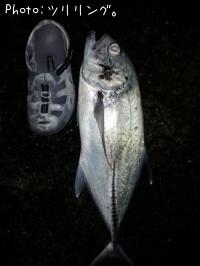 ���󥬥ᥢ��