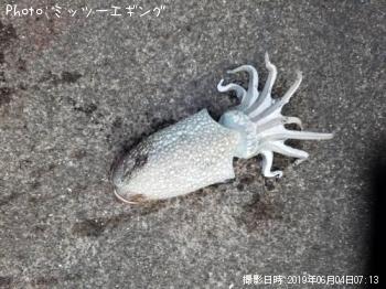 ����䥱����