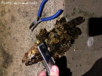 ��Х롤�٥å�������