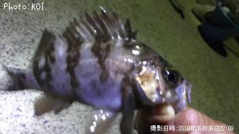 ¥¢¥¸