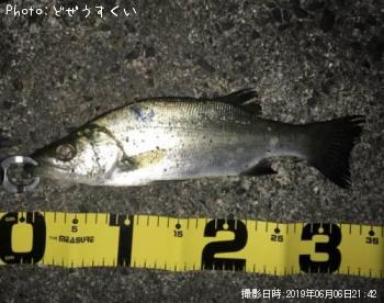 ¥·¡¼¥Ð¥¹¡Ê¥Ò¥é¥»¥¤¥´¡Ë