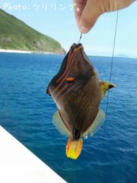 ������󥬥�