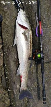 �����Х�