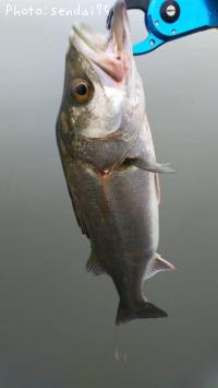 �����Х�