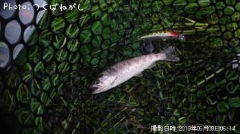 ¥ä¥Þ¥á¡¡¥«¥ï¥à¥Ä¡¡¥Ö¥é¥Ã¥¯¥Ð¥¹