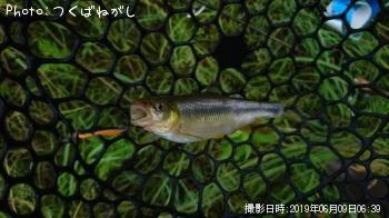 ¥ä¥Þ¥á¡¡¥«¥ï¥à¥Ä¡¡¥Ö¥é¥Ã¥¯¥Ð¥¹