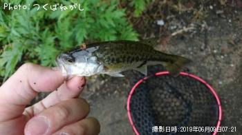 ¥ä¥Þ¥á¡¡¥«¥ï¥à¥Ä¡¡¥Ö¥é¥Ã¥¯¥Ð¥¹