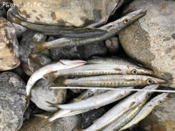 ¥¿¥¤¥ï¥ó¥«¥Þ¥¹