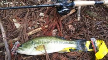 �֥�å��Х�