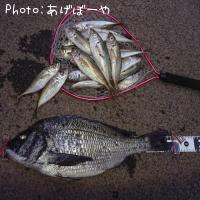 ¤Ö¤Ã¤³¤ß¹õÂä¤È¥¢¥¸¥ó¥°¤Î¥¢¥¸