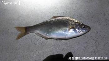 ���ߥ��ʥ�