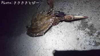 ��󥴥��������ޥ������勵�ꥬ��