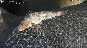 �����ʥ�