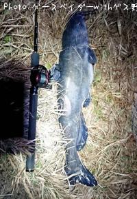 ¥¢¥á¥ê¥«¥Ê¥Þ¥º