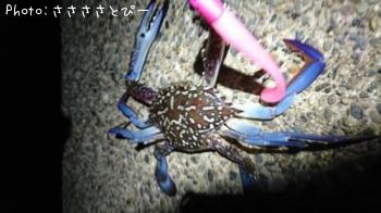 マゴチ&ワタリガニ