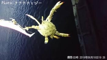 マゴチ&ワタリガニ