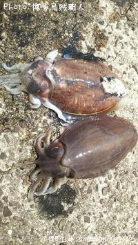 ¥«¥ß¥Ê¥ê¥¤¥«