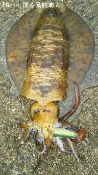 �����ꥤ��