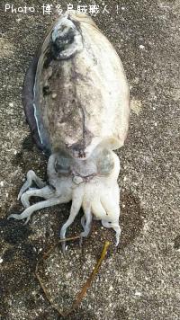 ¥«¥ß¥Ê¥ê¥¤¥«