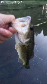 �֥�å��Х�