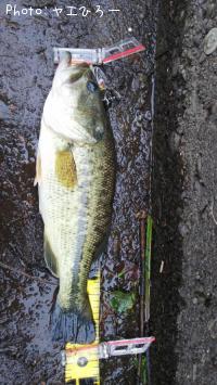 �֥�å��Х�