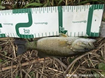 ���⡼��ޥ����Х�