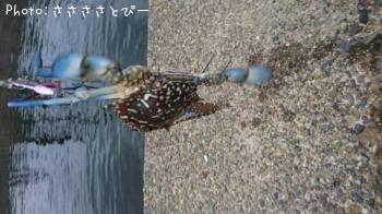 �ޥ������勵�ꥬ��