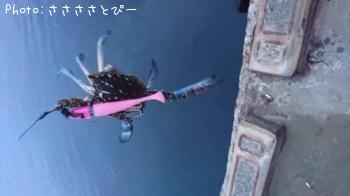 �ޥ������勵�ꥬ��