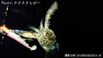 �ޥ������勵�ꥬ��