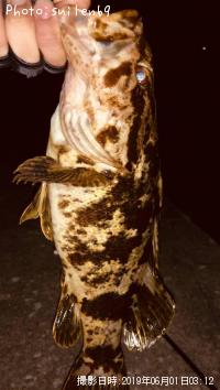 ¥Ù¥Ã¥³¥¦¥¾¥¤