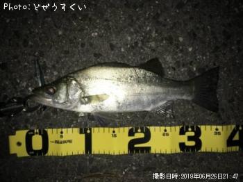 ¥·¡¼¥Ð¥¹¡Ê¥Ò¥é¥»¥¤¥´¡Ë