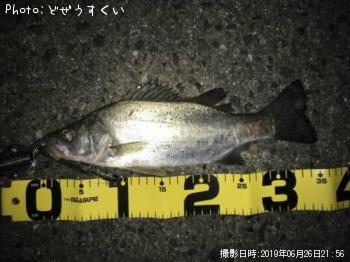 ¥·¡¼¥Ð¥¹¡Ê¥Ò¥é¥»¥¤¥´¡Ë